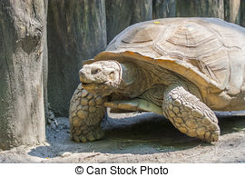 Stock Photo of Baby African spurred tortoise.