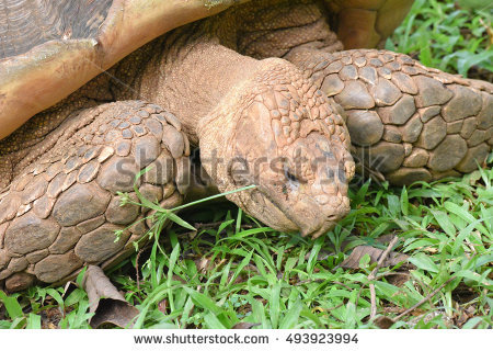 African Spurred Tortoise Lizenzfreie Bilder und Vektorgrafiken.