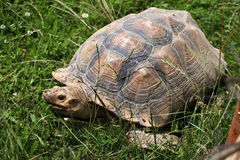 African Spurred Tortoise (Centrochelys Sulcata). Stock Photo.