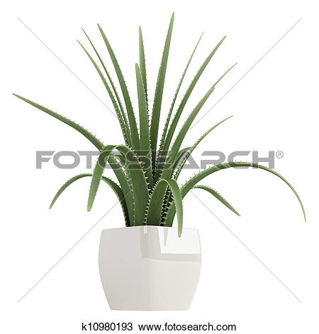 Drawing of Century plant or Maguey k10980193.