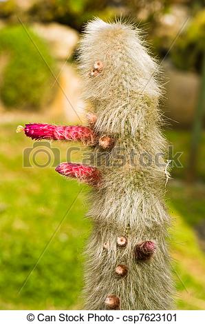 Stock Photography of Cephalocereus senilis (old man cactus.