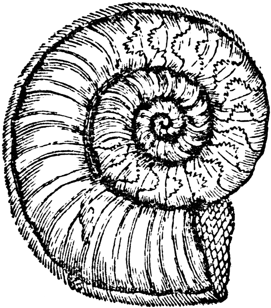 Ammonite.