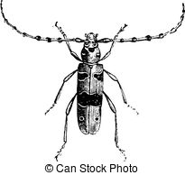 Cerambycidae Vector Clipart Illustrations. 20 Cerambycidae clip.