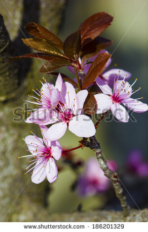 Prunus Cerasifera Stock Photos, Royalty.