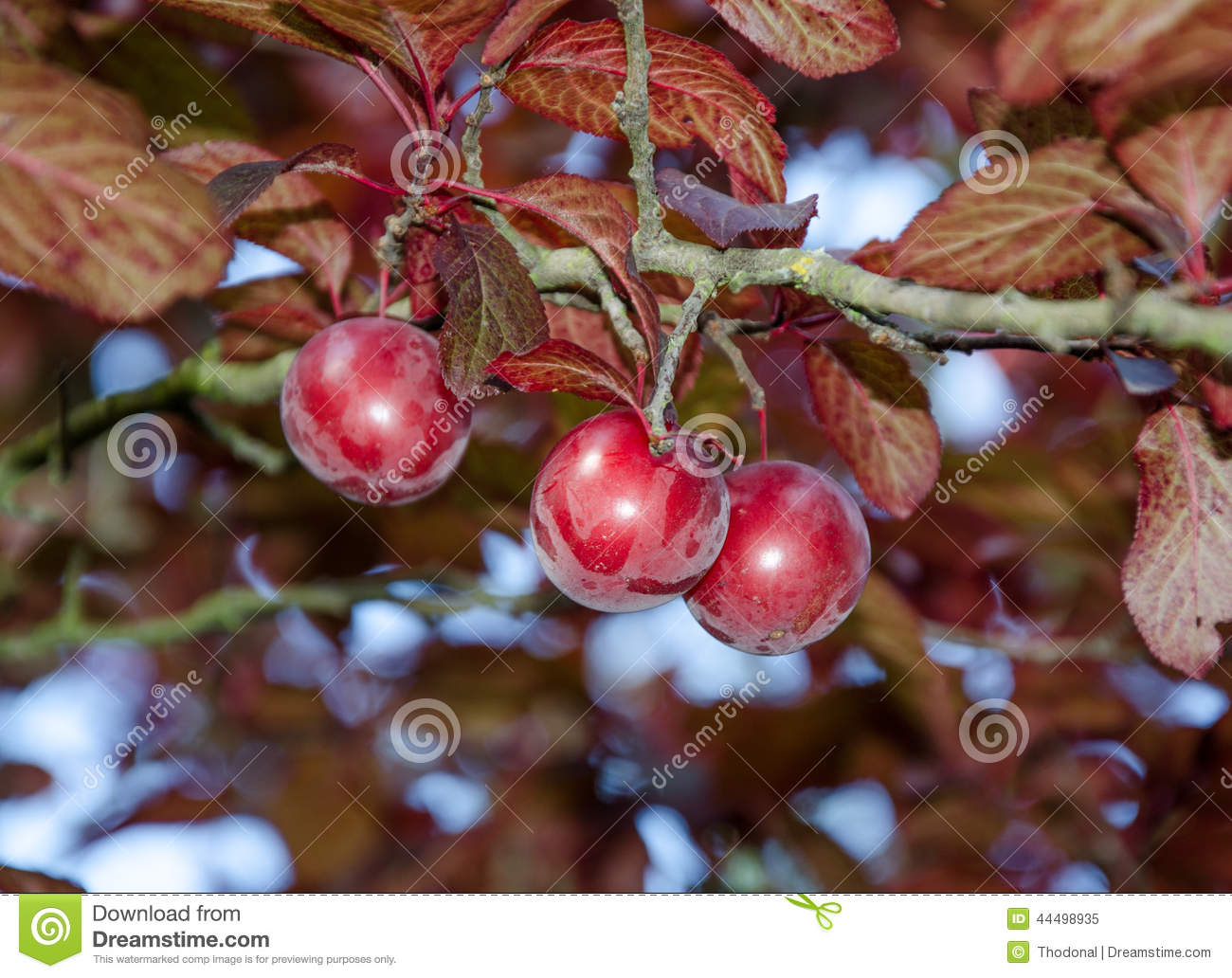 Plums From A Prunus Cerasifera 'Pissardii' Stock Photo.