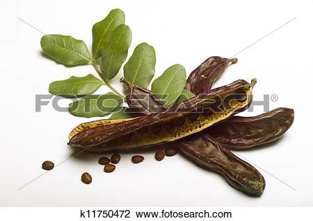 Stock Photo of Carob (Ceratonia siliqua) with leaf k11750472.