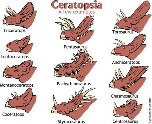 A Brief Overview of the Dinosaurs: Part 2, Marginocephalia.