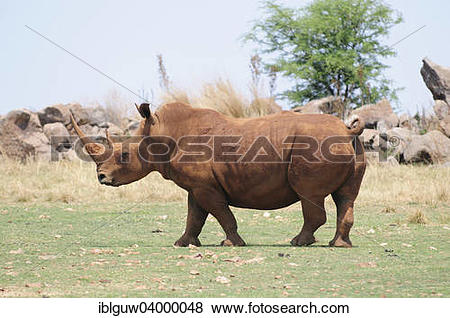 Pictures of "White Rhinoceros (Ceratotherium simum), Rhino and.