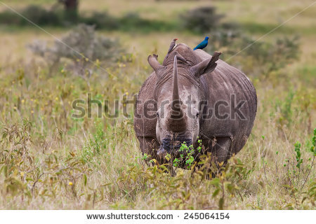Rhinoceros Horn Banco de Imagens, Fotos e Vetores livres de.