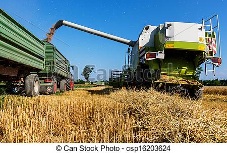 Stock Photo of cereal field of wheat at harvest.