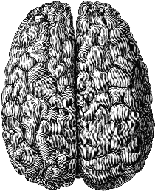 Surface of the Cerebrum.