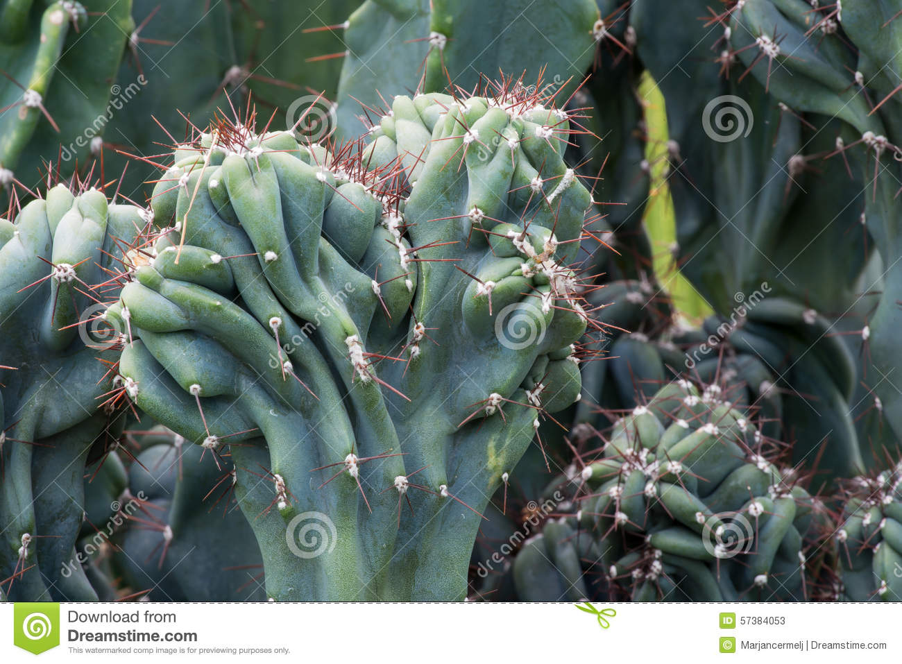 Cereus Peruvianus Monstrosus Stock Image.