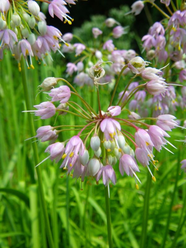 1000+ images about Chicago's Native Plants on Pinterest.