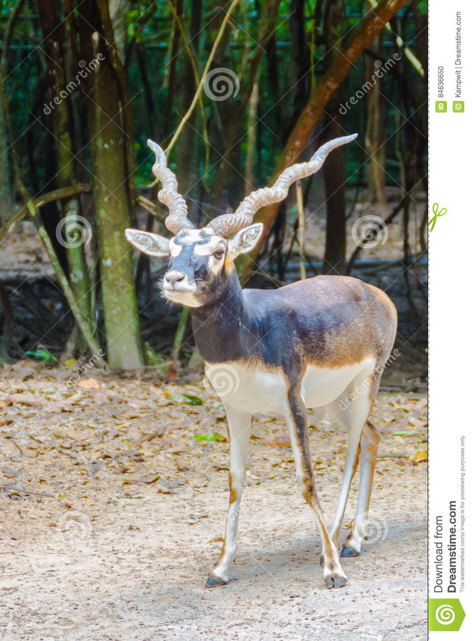 Blackbuck (Antilope Cervicapra) Or Indian Antelope In The Open Z.