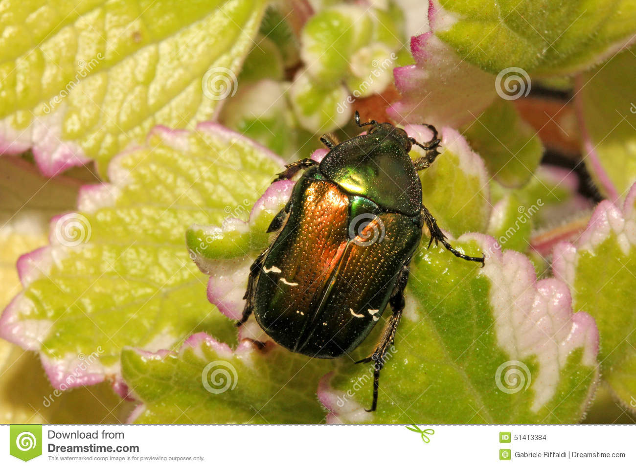 Green And Gold Scarab (cetonia Aurata) Stock Photo.