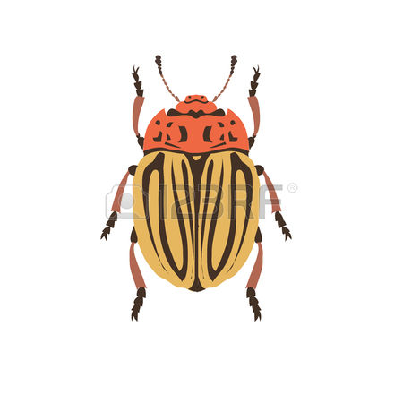 180 Chafer Stock Vector Illustration And Royalty Free Chafer Clipart.