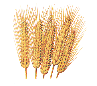 Wheat.
