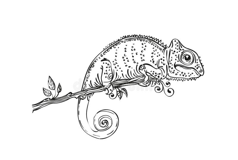 Black White Chameleon Stock Illustrations.