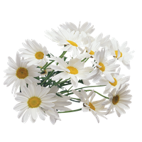 Download Chamomile Free PNG photo images and clipart.