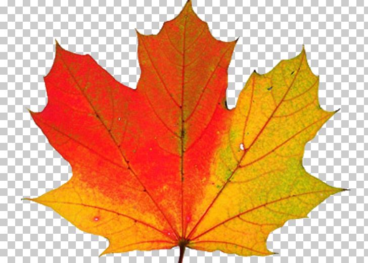 Autumn Leaf Color Why Do Leaves Change Color? PNG, Clipart.