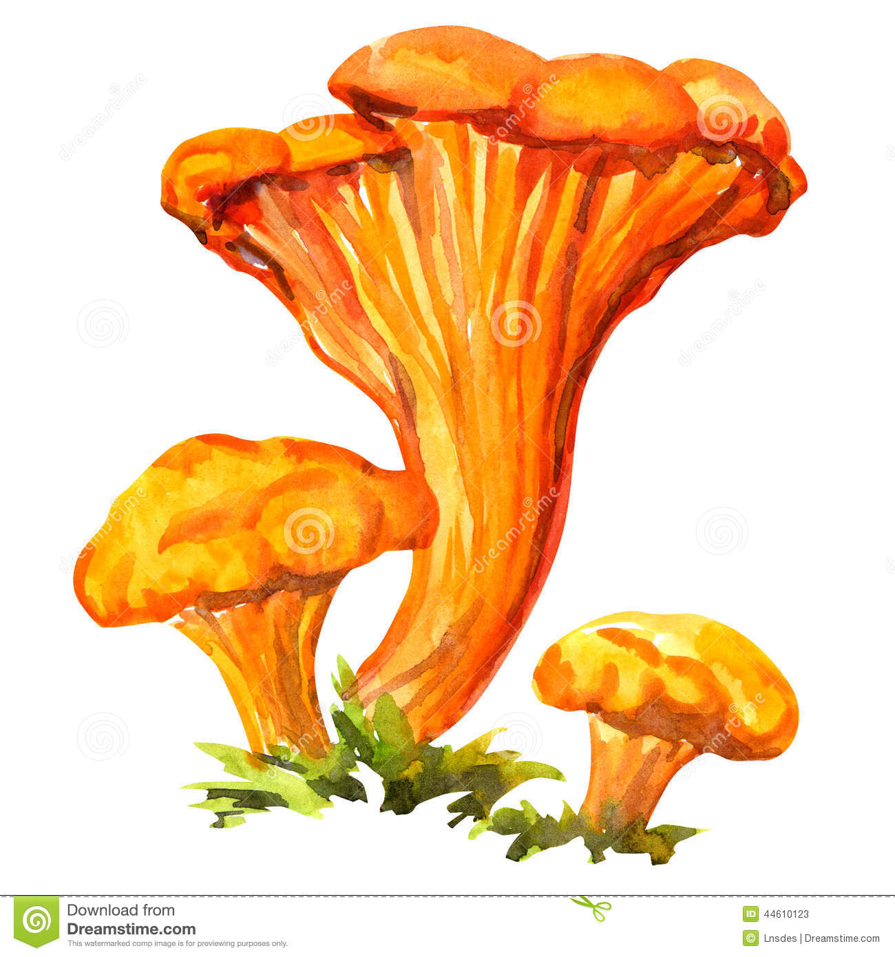 грибы лисички картинки для детей цветные