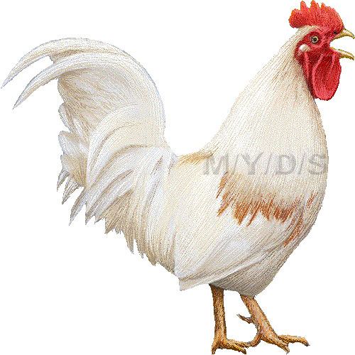 Rooster, Cock, Chanticleer, Chicken clipart graphics (Free clip art.