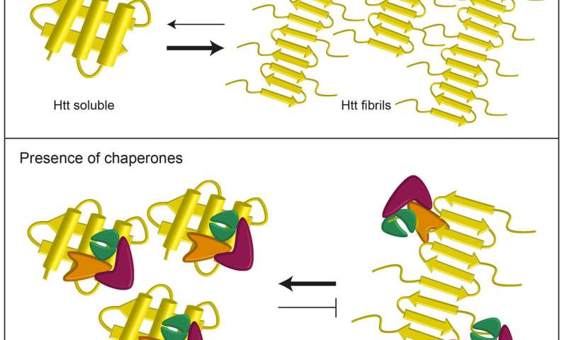 Molecular chaperones shown to assist in the fight against Huntington.