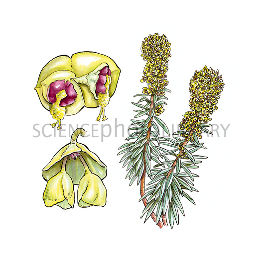 Spurge (Euphorbia characias) flowers.