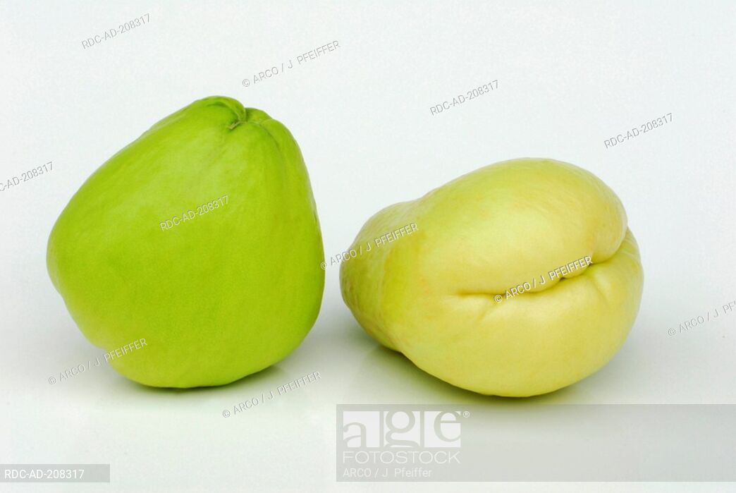 Sechium edule cucurbitaceae chayote Stock Photos and Images.