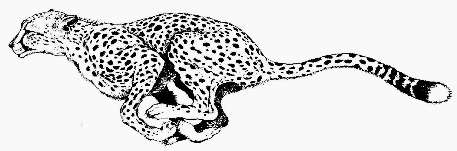 Cheetah clip art 2.