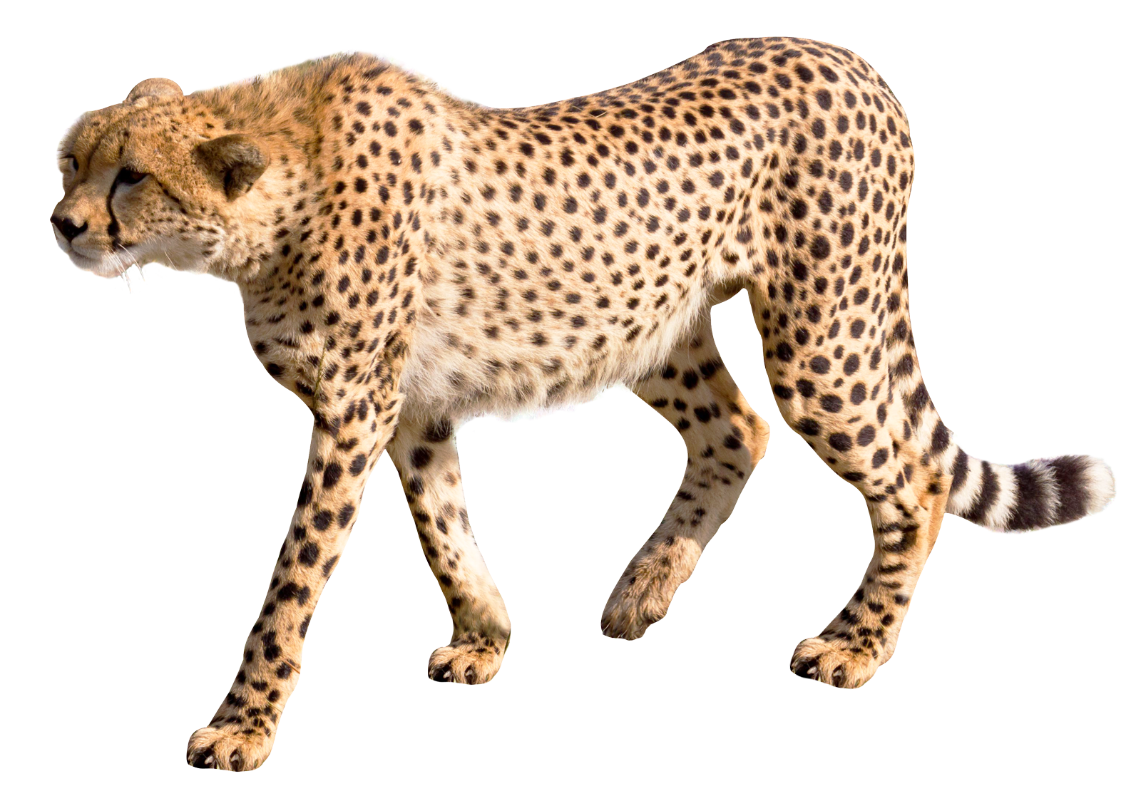 Cheetah PNG Image.