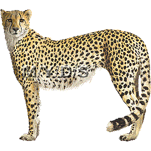Cheetah clipart graphics (Free clip art.