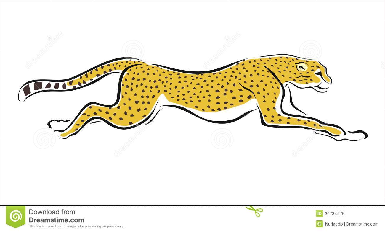 Cheetah Stock Illustrations.