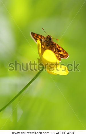 Large Chequered Skipper Stock Photos, Images, & Pictures.