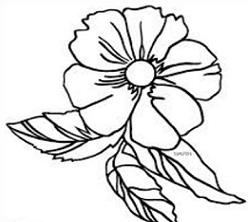 Free Cherokee Rose Clipart.