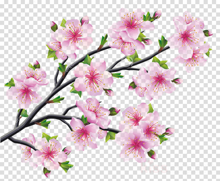 Cherry Blossom Drawings Clip Art 20 Free Cliparts Download Images On