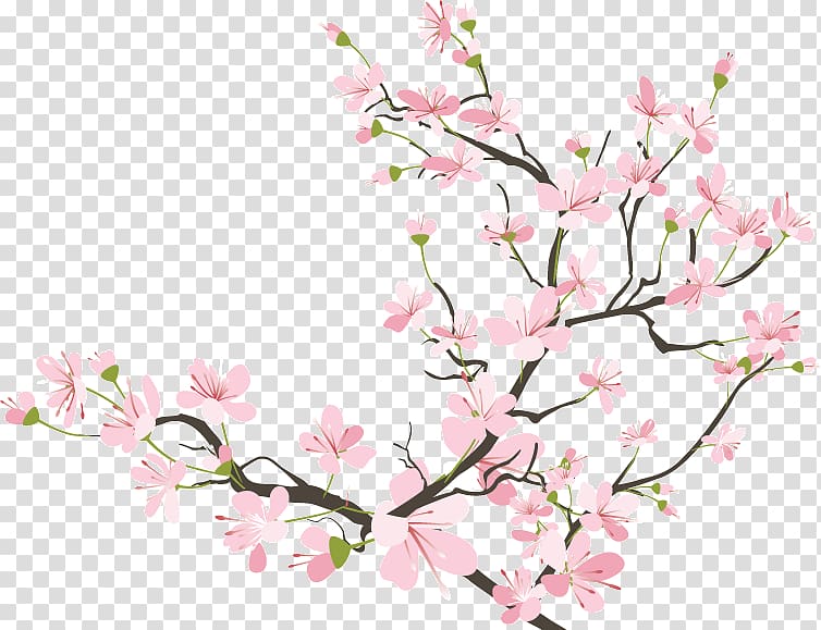 Cherry blossom Drawing, cherry blossom transparent.
