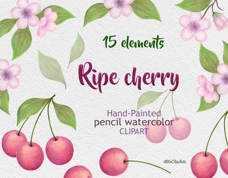 Cherry clipart, blooming cherry clipart, hand.