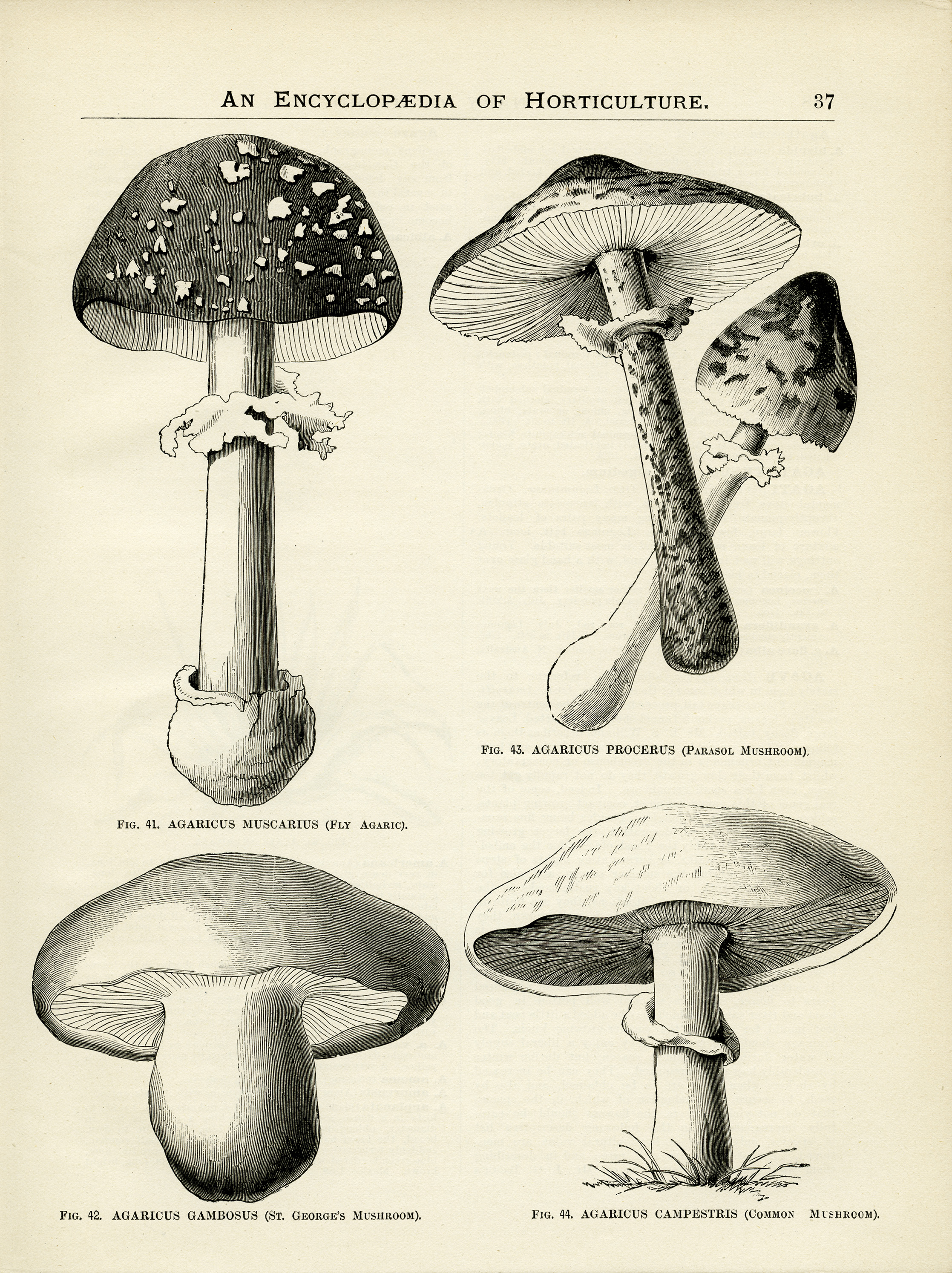 Mushroom Chart.