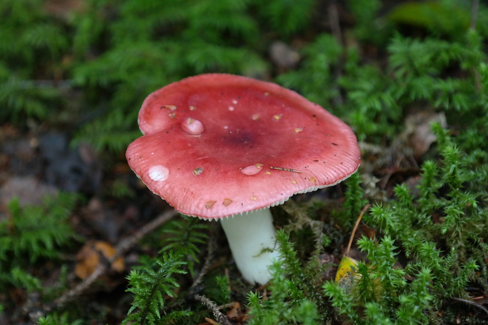 Free photo: Mushroom, Red, Forest Mushroom.