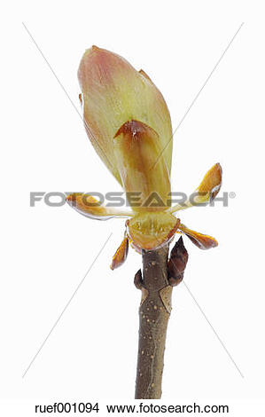 Stock Photo of Horse Chestnut bud against white background, close.