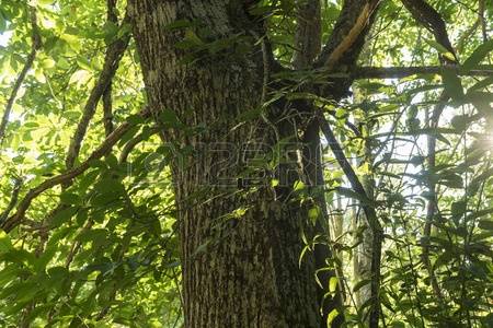 Forest Of Chestnut Trees Stock Photos, Pictures, Royalty Free.