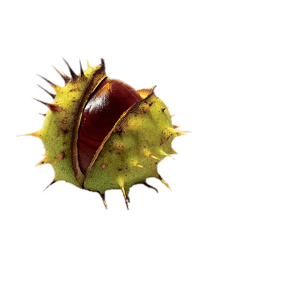 chestnut png 20 free Cliparts | Download images on Clipground 2021