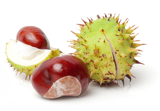Chestnut PNG Photo.
