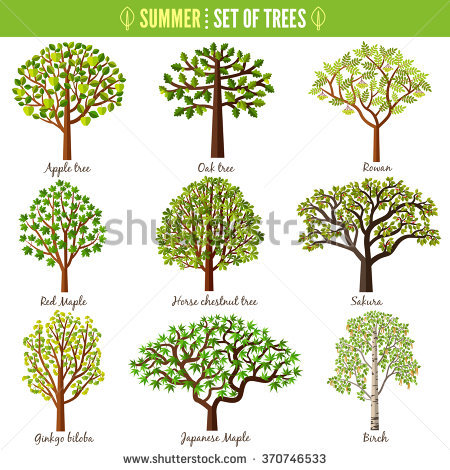 Chestnut Tree Stock Images, Royalty.