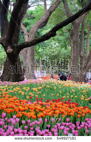 Chiang Rai Flower Stock Photos, Royalty.