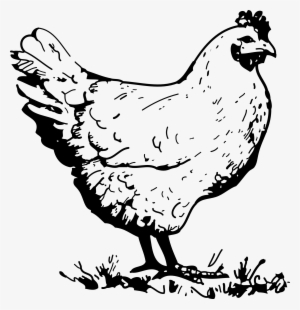 Chicken Clipart PNG, Transparent Chicken Clipart PNG Image.