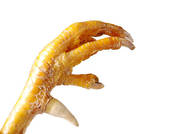 Chicken Feet Stock Photos.