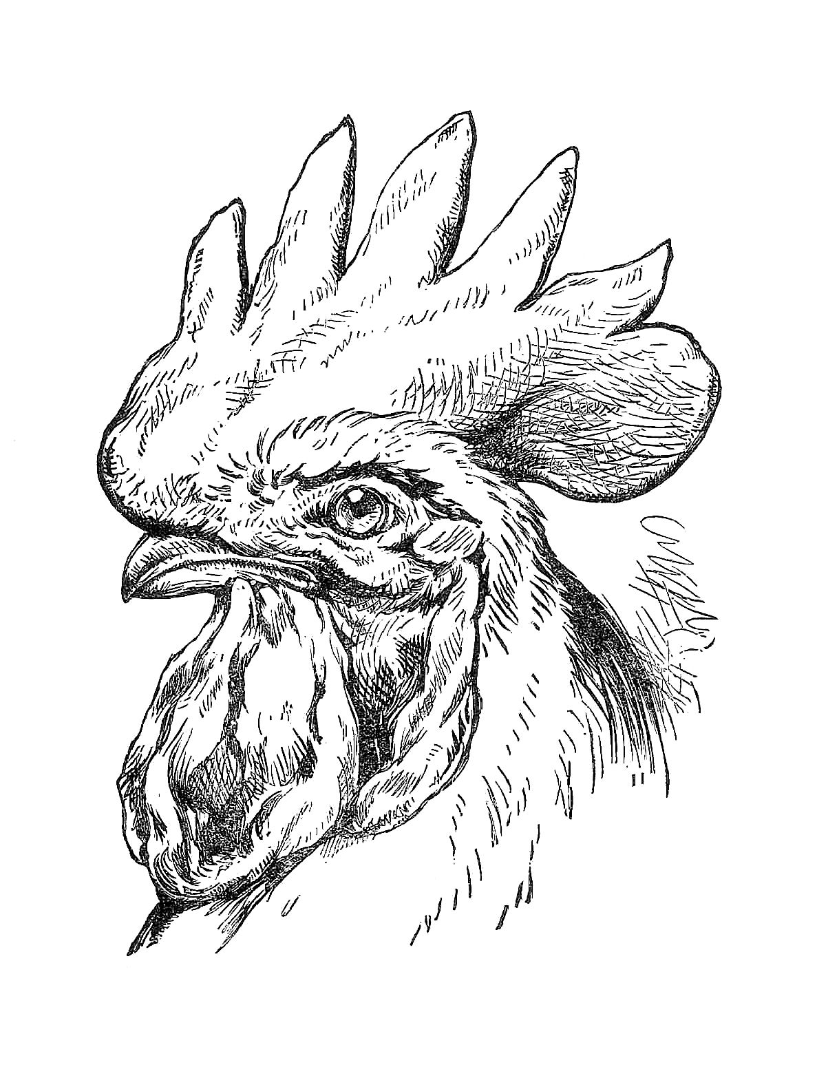 Chicken Head Clipart Black And White Free Cliparts Download Images On Clipground