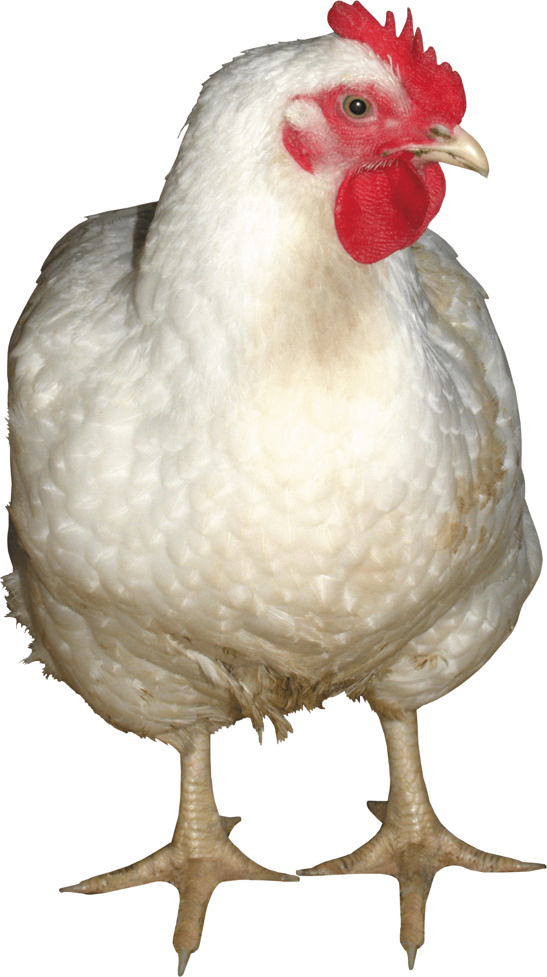 Chicken PNG Images Transparent Free Download.